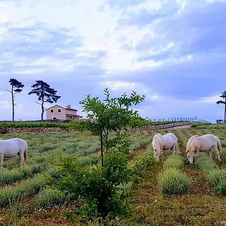 Solar Vila Katarina Holiday home *